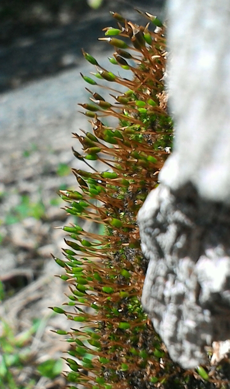 Anacamptodon splachnoides